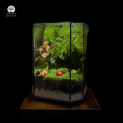 Terrarium Little Forest - Bể Đa Giác - Mảnh Rừng May Mắn