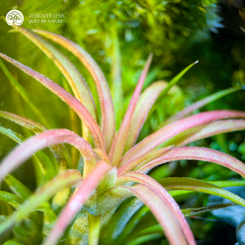 Terrarium Echoes of Zen - Bể Đa Giác - Tiếng Vọng Của Thiền