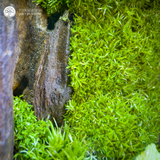 Terrarium Echoes of Zen - Bể Đa Giác - Tiếng Vọng Của Thiền