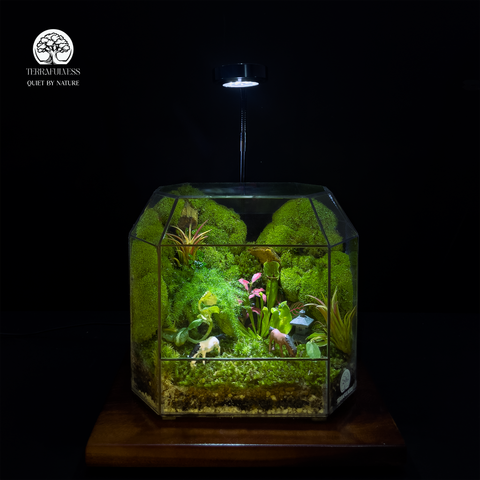 Terrarium Thảo Nguyên Xanh - Bể Đa Giác - Thu Nhỏ Cảnh Sắc Tự Nhiên