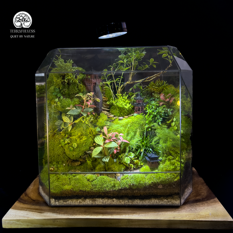 Terrarium Trúc Lâm Ẩn Nguyệt - Bể Đa Giác - Mang Sắc Xanh Vào Không Gian