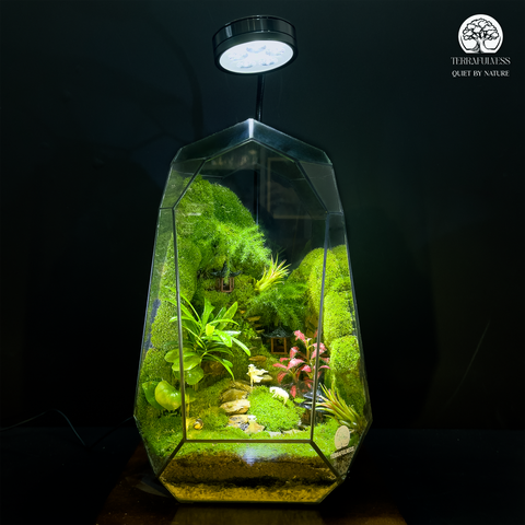 Terrarium Bích Sơn Khách - Bể Đa Giác - Tô Điểm Không Gian Sống