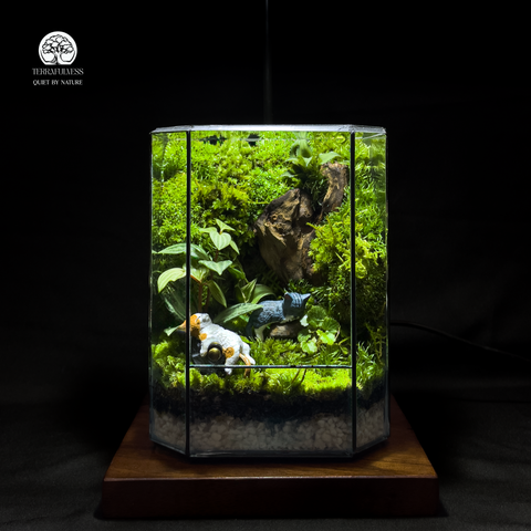 Terrarium Tom and Tam – Bể Đa Giác Vuông – Decor Bàn Làm Việc