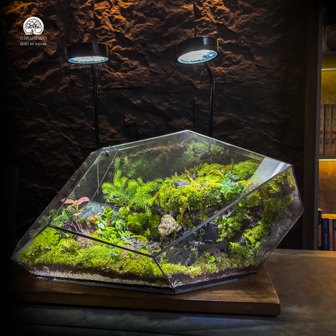 Terrarium Forest Guarrdian - Bể Đa Giác Trang Trí Góc Nghệ Thuật