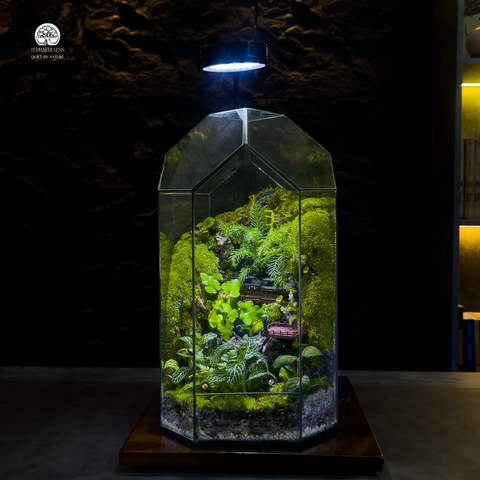 Terrarium Võ Lâm Truyền Kỳ - Bể Đa Giác - Huyền Ảo Giữa Rừng Xanh