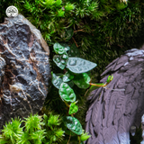 Terrarium Guardian of the Silent Green - Đa Giác Ngang - Decor Không Gian Sống