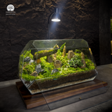 Terrarium