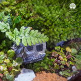 Terrarium Little House | Bể Hộp Chữ Nhật - Decor Bàn Làm Việc Tinh Tế