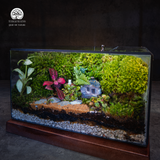 Terrarium Little House | Bể Hộp Chữ Nhật - Decor Bàn Làm Việc Tinh Tế