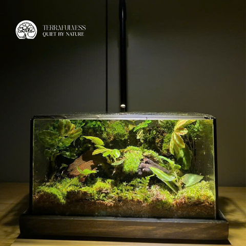 Terrarium Rêu Phong - Bể Chữ Nhật - Size Trung - Để Bàn Làm Việc - Tượng Phật Ngồi