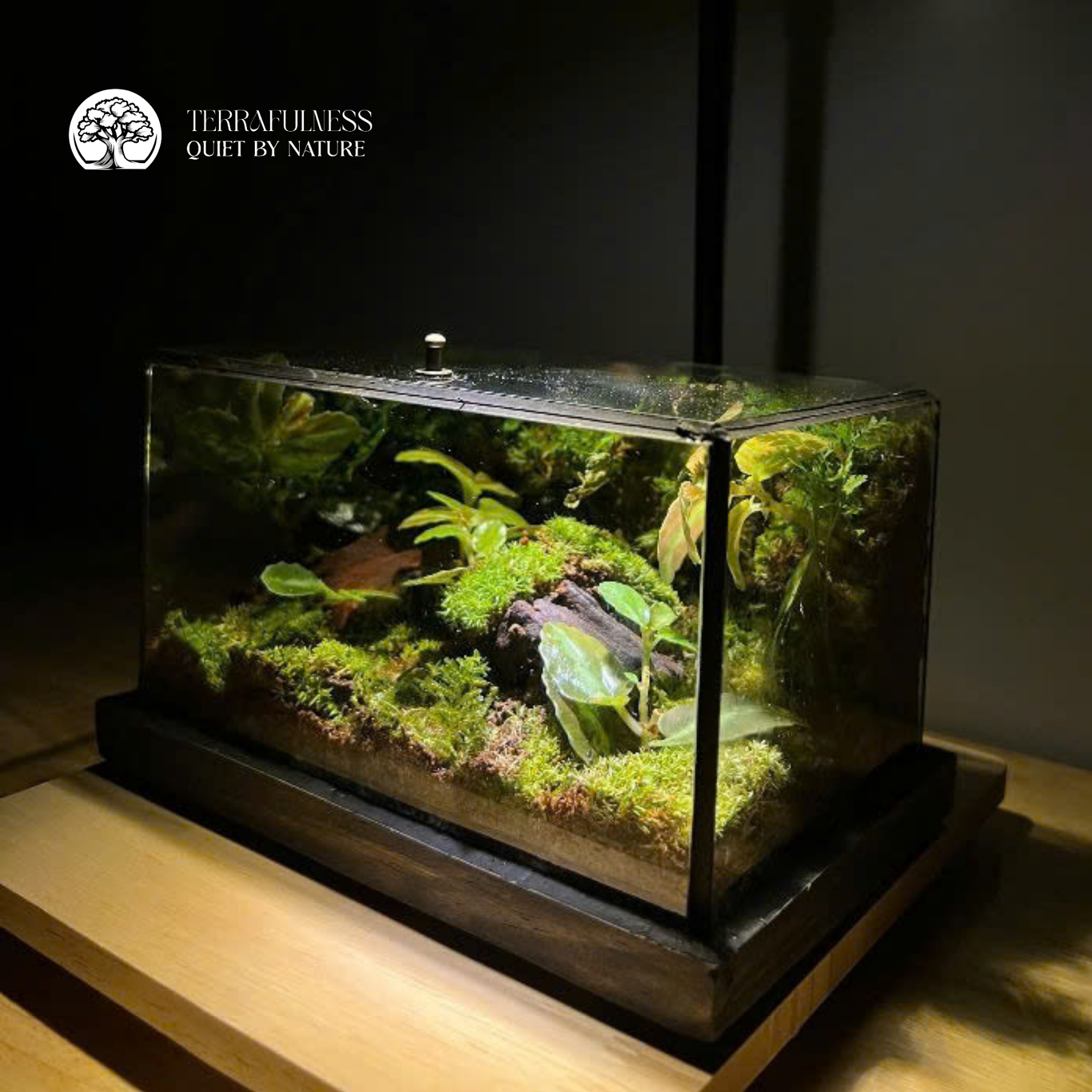 Terrarium Rêu Phong - Bể Chữ Nhật - Size Trung | Terrafulness – Sản ...