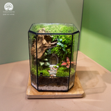 Terrarium