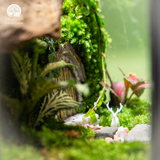 Terrarium