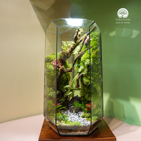 Terrarium Verdant Ascent - Bể Đa Giác Đứng - Decor Phòng Làm Việc