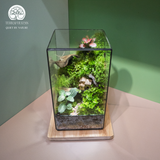 Terrarium hộp chữ nhật quà tặng cao cấp