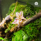 Terrarium