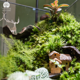 Terrarium hộp chữ nhật quà tặng cao cấp