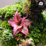 Terrarium