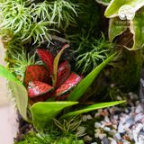 Terrarium