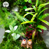 Terrarium Moss & Us - Bể Hộp Chữ Nhật Đứng - Quà Tặng Cao Cấp