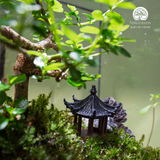 Terrarium