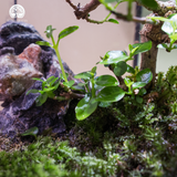Terrarium