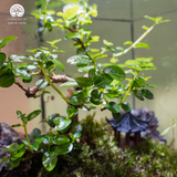 Terrarium