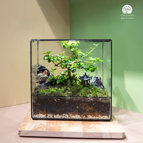 Terrarium Silent Bonsai Realm - Bể Chữ Nhật - Quà Tặng Đồng Nghiệp