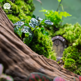 Terrarium The Forgotten Forest Gate Quà Tặng Cao Cấp