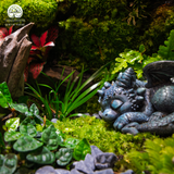 Terrarium