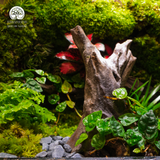 Terrarium