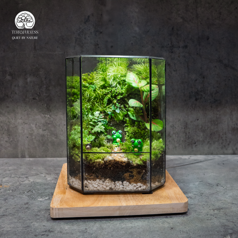 Terrarium Frog Moss Valley - Bể Đa Giác - Decor Góc Học Tập