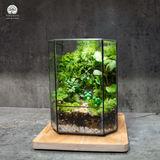 Terrarium