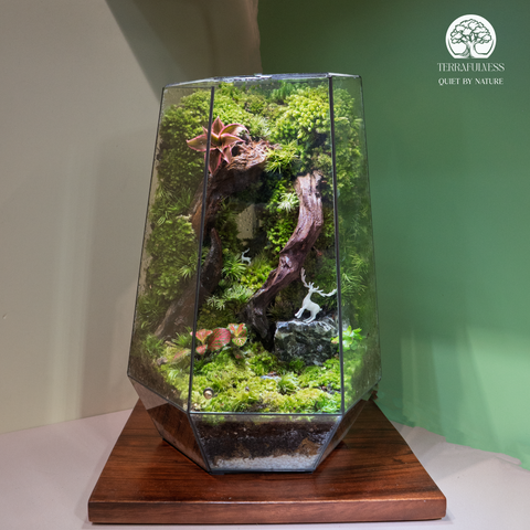 Terrarium Verdant Stag Haven - Bể Đa Giác - Decor Phòng Khách