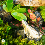 Terrarium Tọa Long | Bể Đa Giác - Decor Góc Làm Việc Uy Nghi Tĩnh Tại