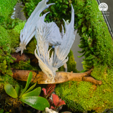 Terrarium Tọa Long | Bể Đa Giác - Decor Góc Làm Việc Uy Nghi Tĩnh Tại