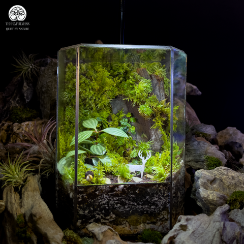 Terrarium Thanh Lâm -  Bể Đa Giác - Khu Vườn Rêu Xanh