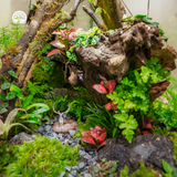 Terrarium