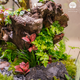 Terrarium