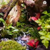 Terrarium