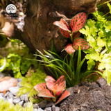 Terrarium