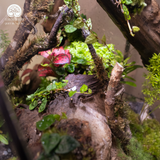 Terrarium