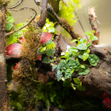 Terrarium