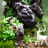 Terrarium Stone Valley Trang Trí Kệ Tủ