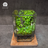 Terrarium