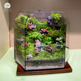 Terrarium Verdant Ancient Hamlet - Bể Đa Giác Ngang - Quà Tặng Đối Tác
