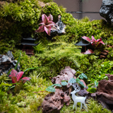 Terrarium Verdant Ancient Hamlet - Bể Đa Giác Ngang - Quà Tặng Đối Tác