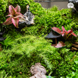 Terrarium Verdant Ancient Hamlet - Bể Đa Giác Ngang - Quà Tặng Đối Tác