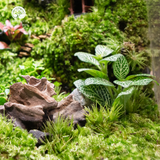 Terrarium Verdant Ancient Hamlet - Bể Đa Giác Ngang - Quà Tặng Đối Tác