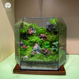 Terrarium Verdant Ancient Hamlet - Bể Đa Giác Ngang - Quà Tặng Đối Tác